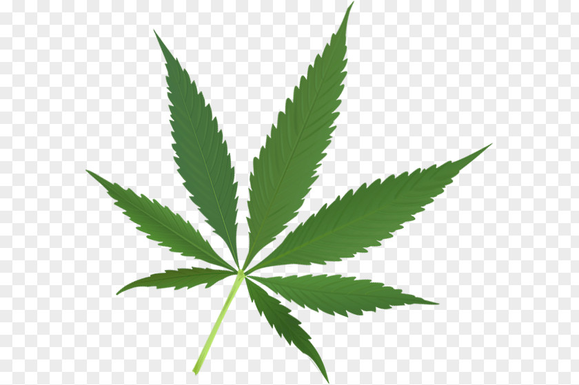 Cannabis The Emperor Wears No Clothes Desktop Wallpaper Hemp Leaf PNG