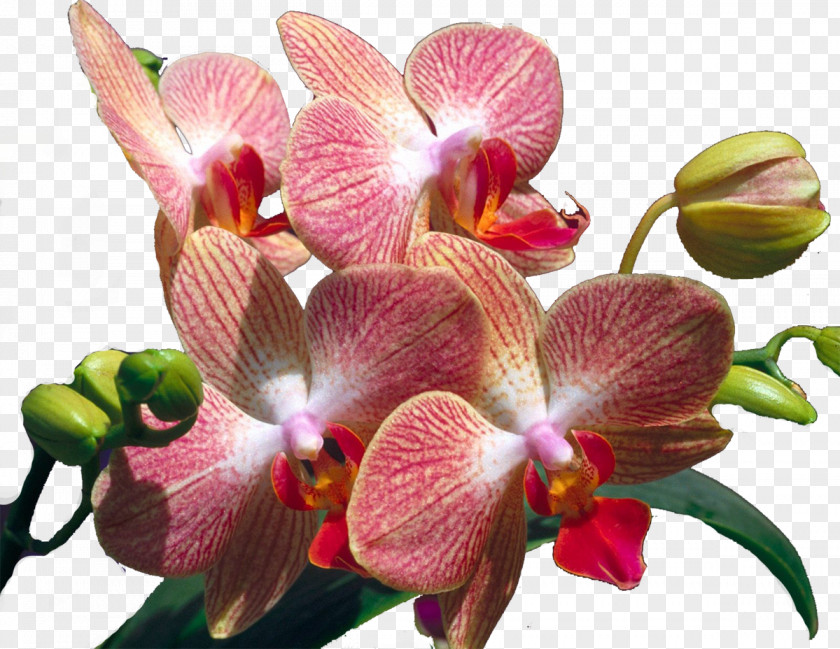 Orchid Flower Orchids PNG