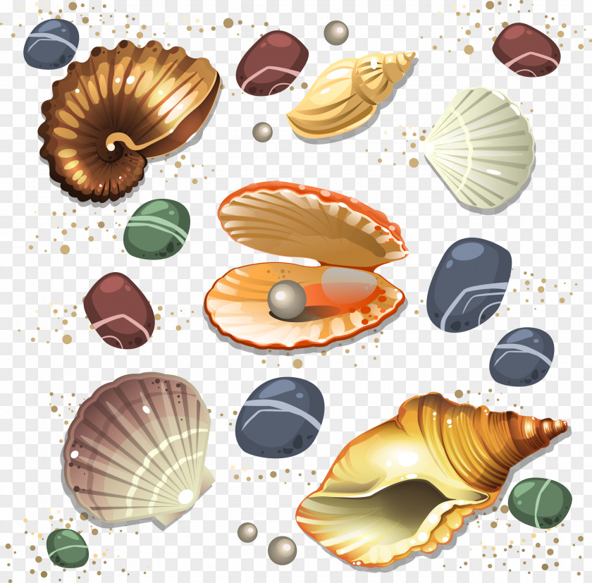 Vector Conch Seashell PNG