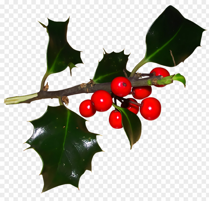 Fruit Tree Christmas Holly Ilex PNG