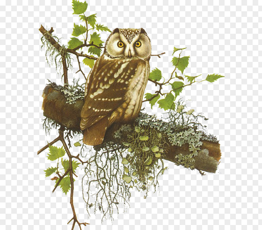 Helal Bird Little Owl Clip Art PNG