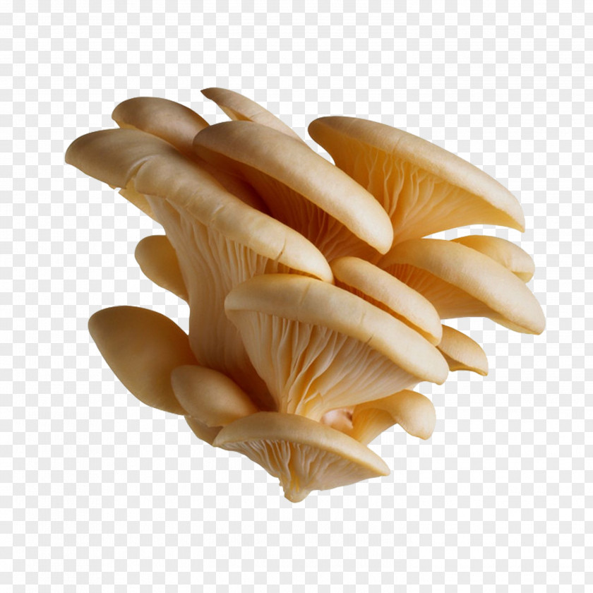 Mushroom Oyster Pleurotus Eryngii Pulmonarius Edible PNG