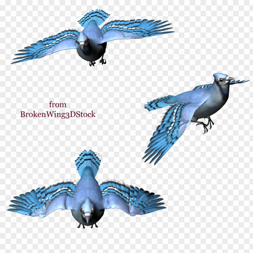 Bird Blue Jay Drawing PNG