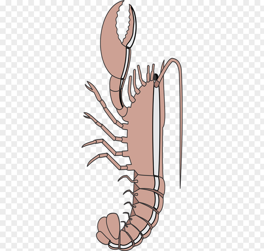 Crab Thumb Human Leg Decapoda PNG leg , crust clipart PNG