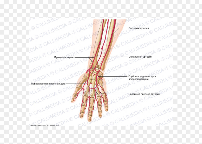 Hand Finger Artery Forearm Human Anatomy PNG