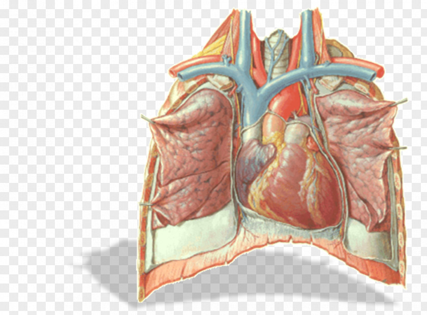 Heart Phrenic Nerve Vagus Mediastinum Pulmonary Pleurae PNG