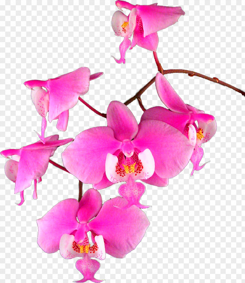 Magnolia Moth Orchids Cattleya Raster Graphics Clip Art PNG