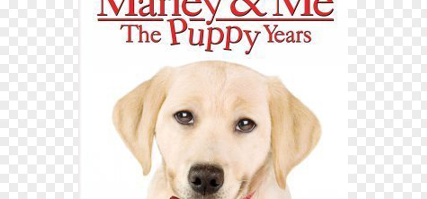 Puppy Marley & Me: Life And Love With The World's Worst Dog Labrador Retriever Film PNG