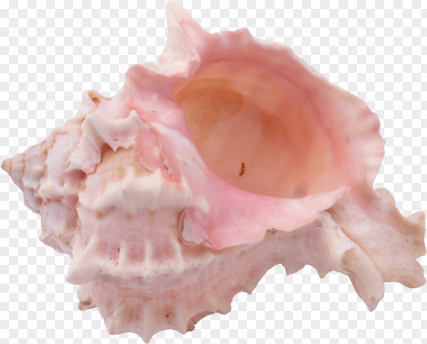 Seashell Shankha Sea Snail Conch PNG