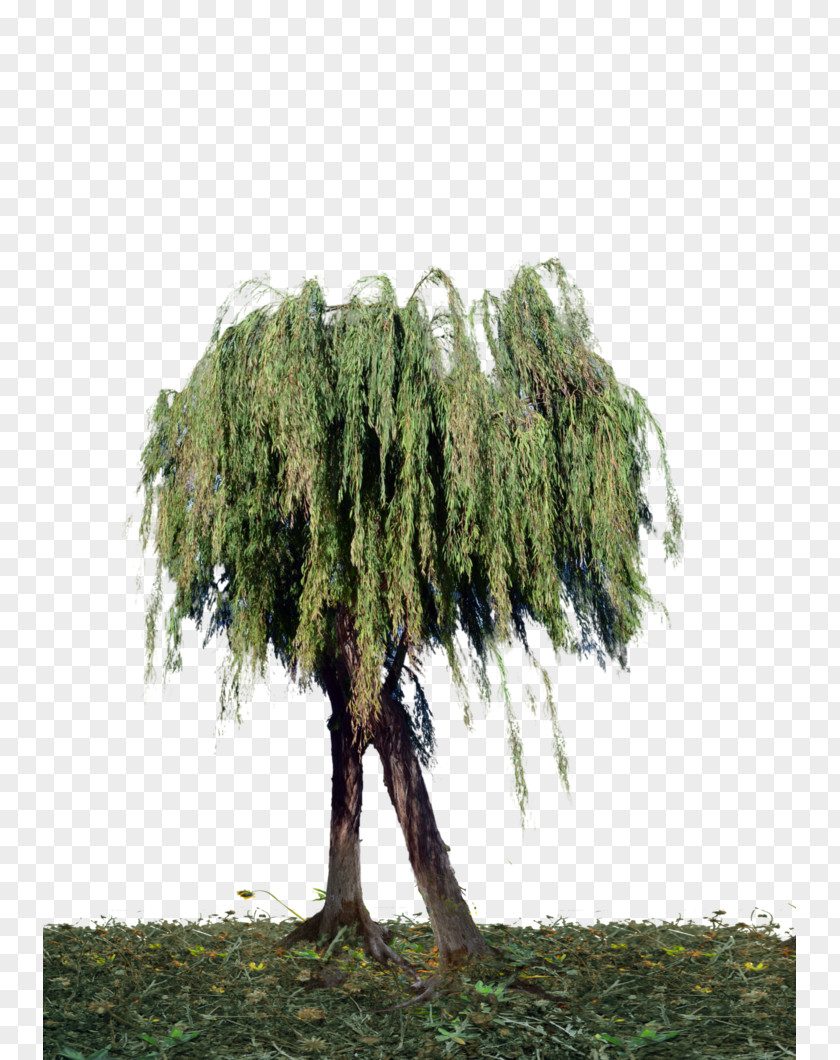 Tree Branch PNG