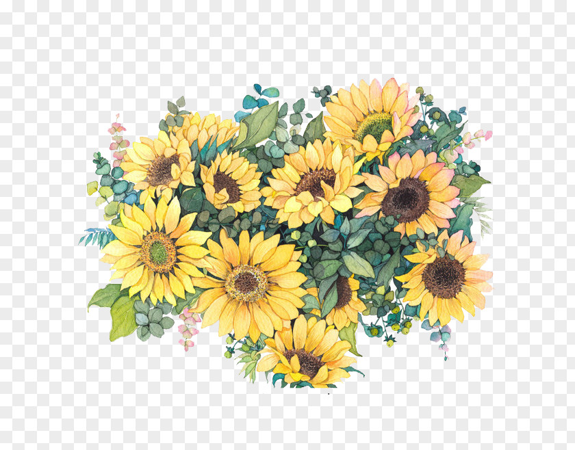 Watercolor Flowers Common Sunflower Painting Illustration PNG