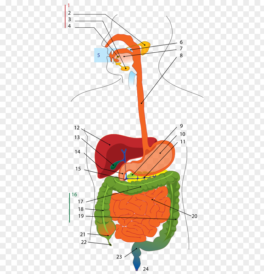 Digestive Poster Human System Gastrointestinal Tract Digestion Diagram Anatomy PNG