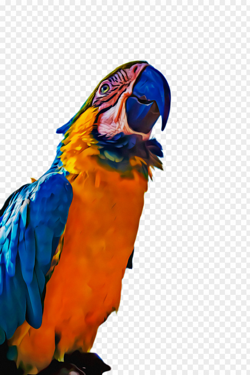 Wildlife Lovebird Bird Parrot PNG