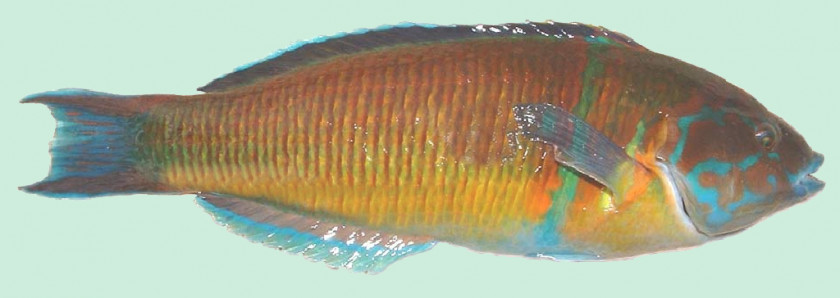 Fish John Dory Marine Biology Goby Arctoscopus Japonicus PNG