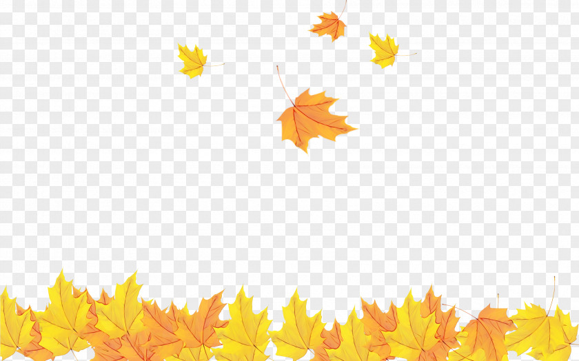 Maple Autumn Leaf PNG