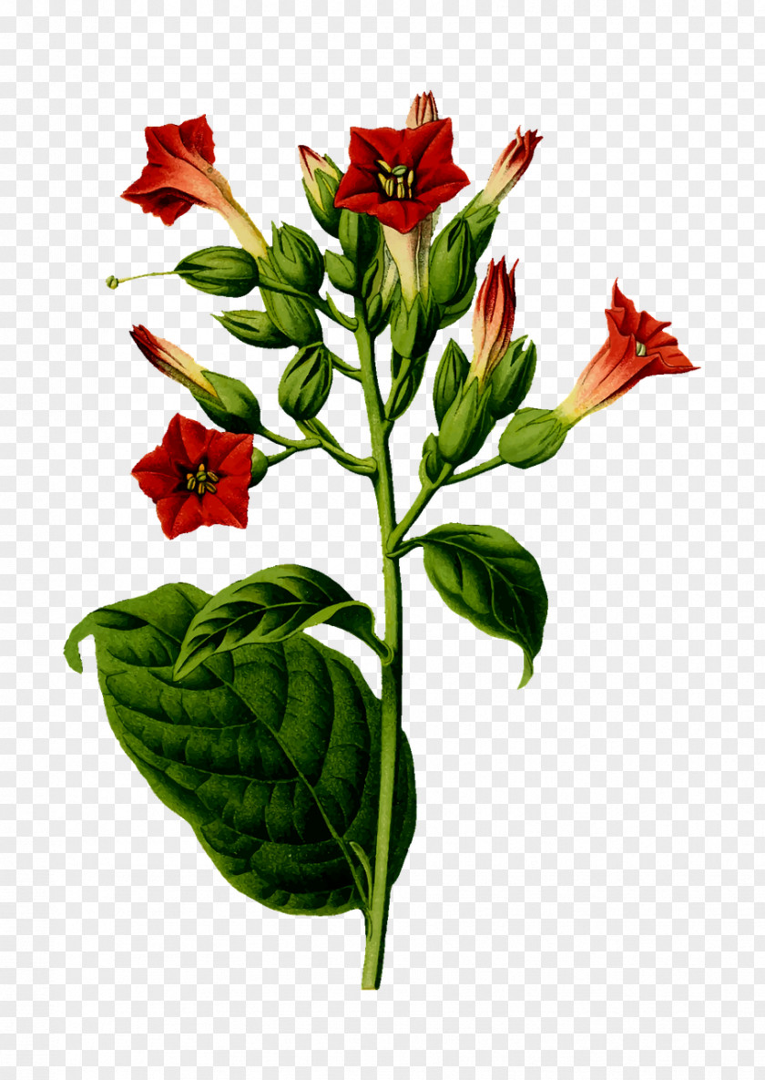 Plant Nicotiana Tabacum Tobacco Cigar PNG