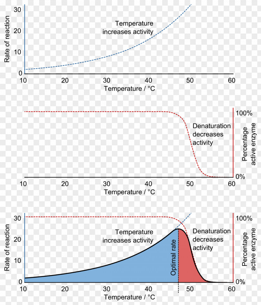 Q10 Denaturation Enzyme Chemistry Biology PNG