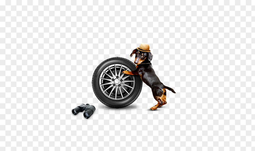 Tire Holding Puppy Download PNG