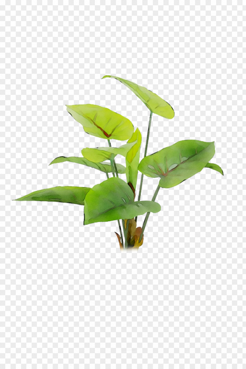 Leaf Flowerpot Plant Stem Houseplant Plants PNG