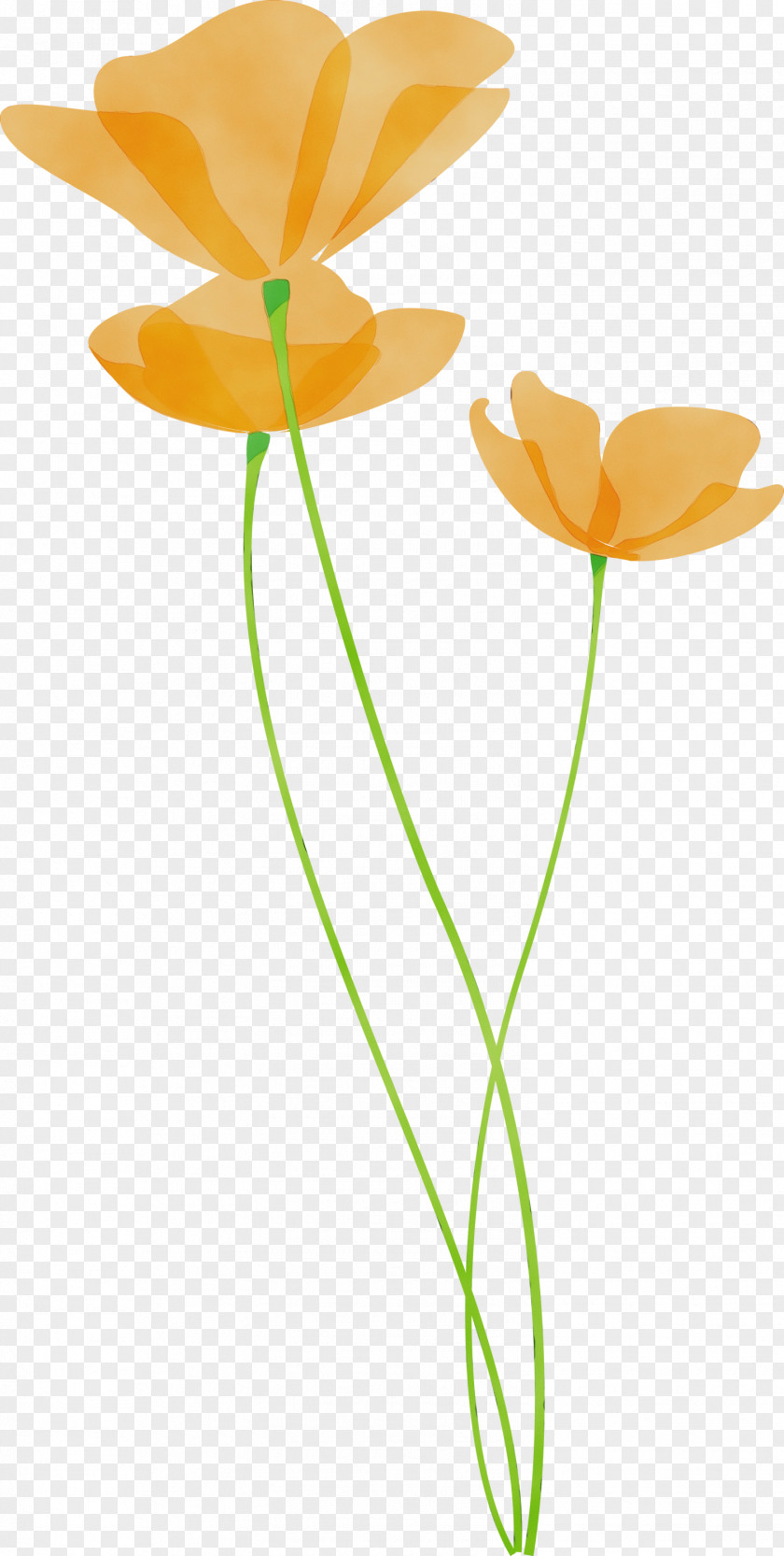 Orange PNG