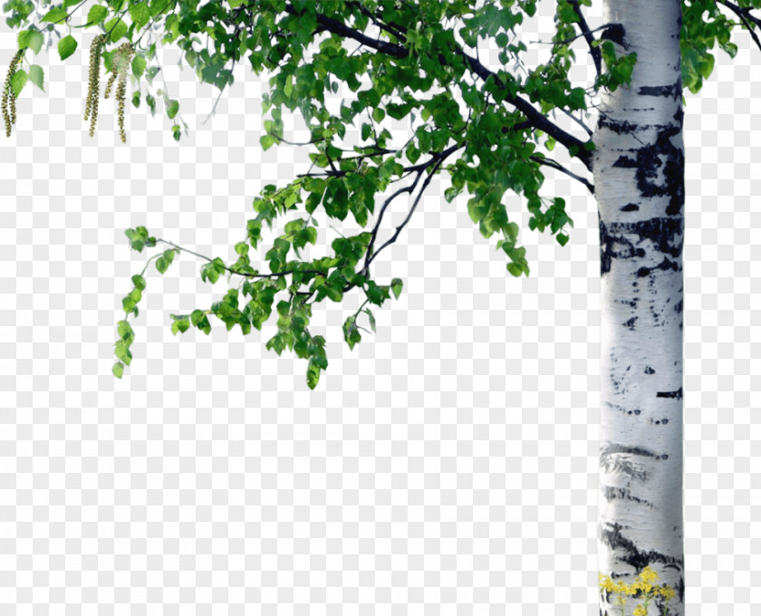 Tree Trunk Paper Birch Curly Betula Pubescens PNG