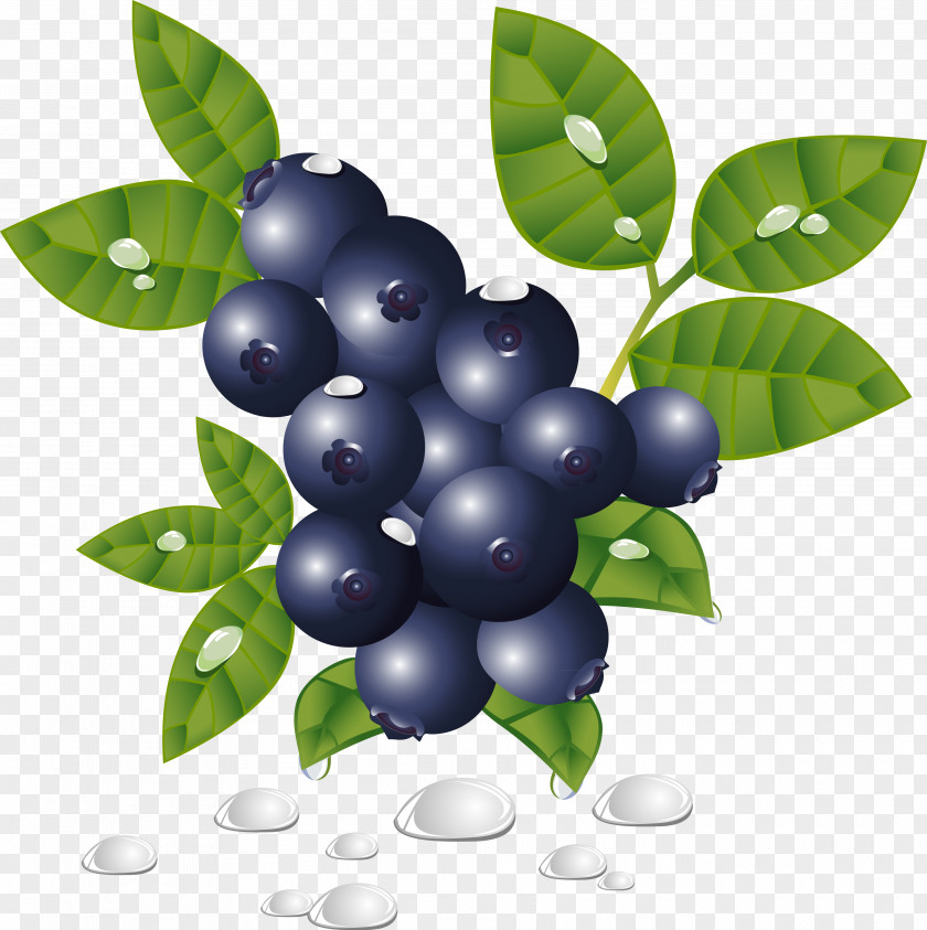 Blueberry Grapefruit Clip Art PNG