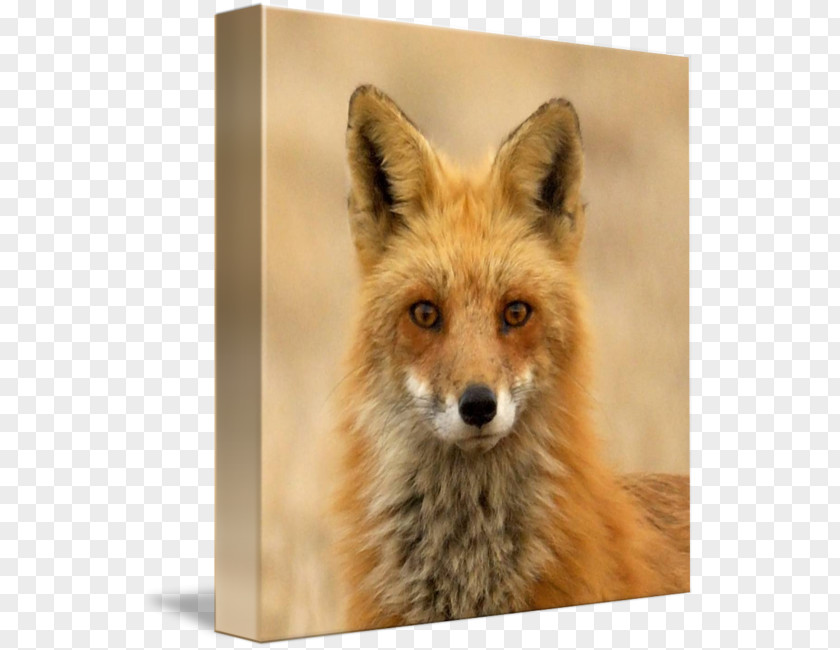 Face Closeup Red Fox Dhole Kit Fur PNG