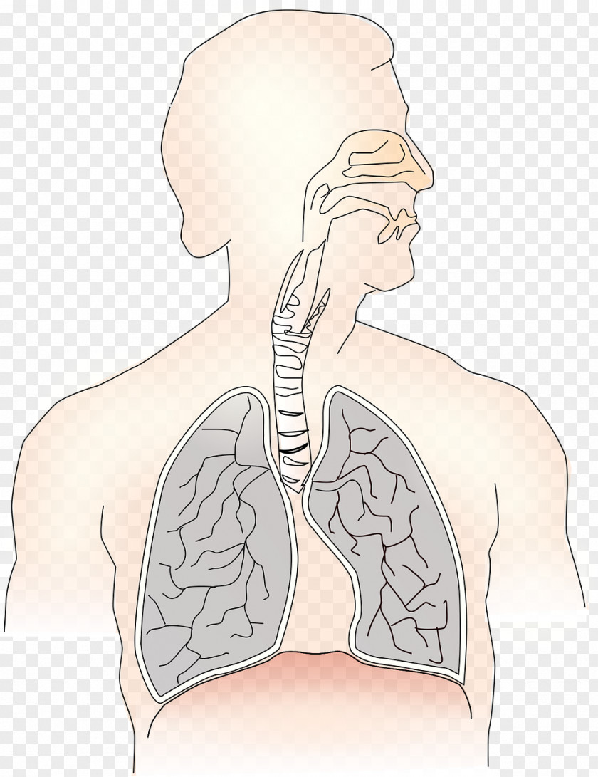 Hanuman Respiratory System Breathing Disease Therapist Tract PNG
