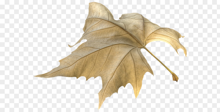 Leaf Graphics Software PNG