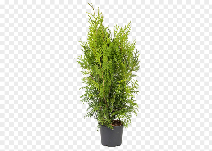 Thuja Arborvitae Conifers Chamaecyparis Lawsoniana Ornamental Plant False Cypress PNG