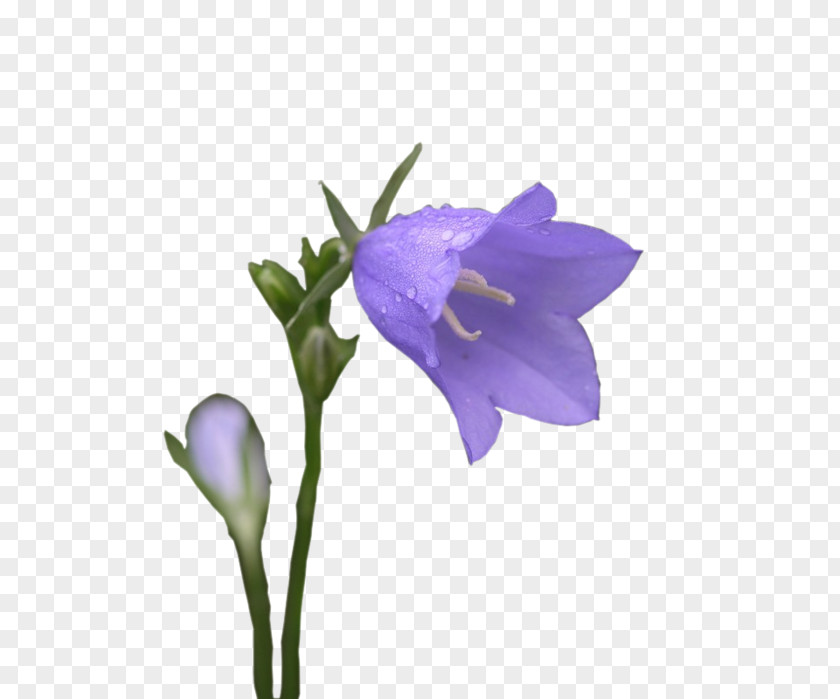 Bluebells Harebell Вишивка стрічками Clip Art LiveInternet Diary PNG