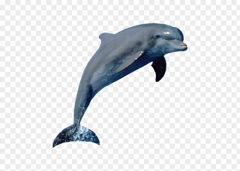 Dolphin Tux Paint Aquatic Mammal PNG