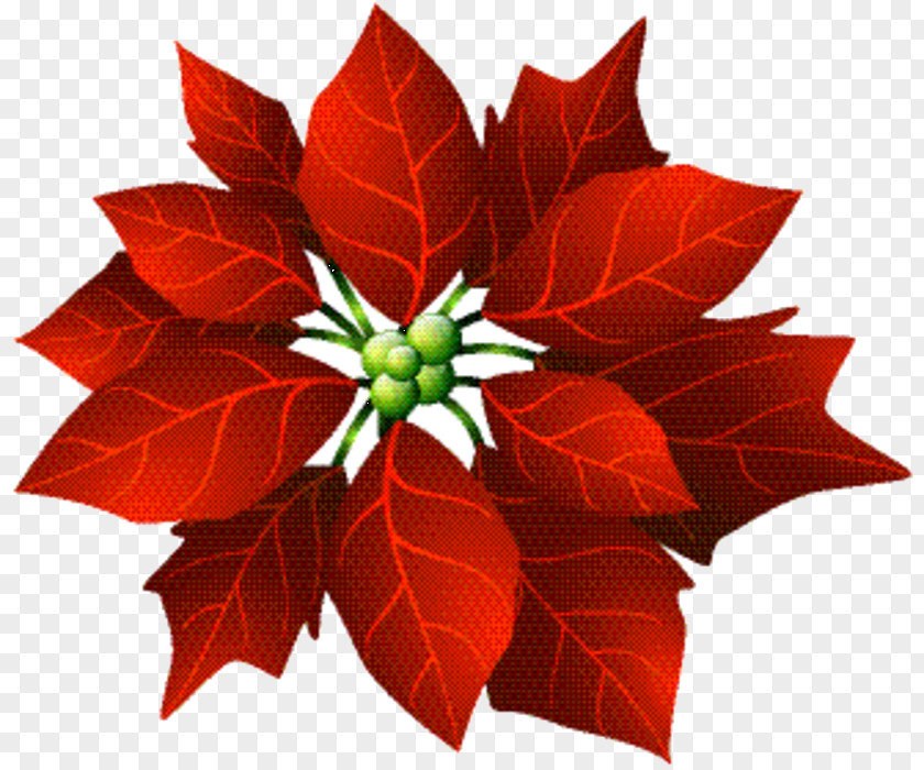 Holly Flowering Plant Christmas Poinsettia PNG