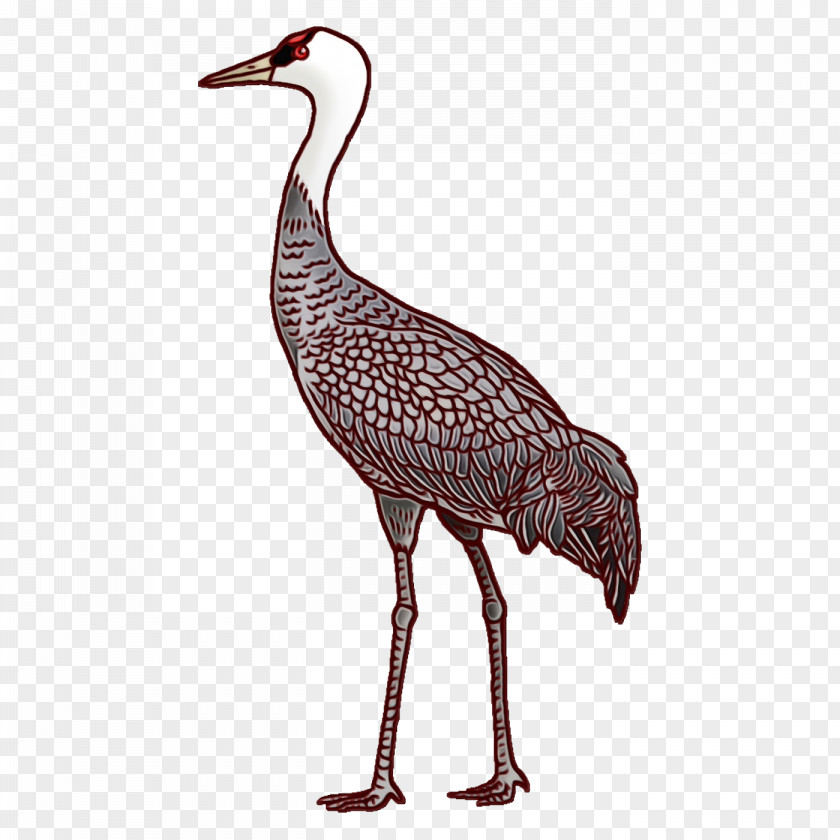 Stork Birds Water Bird Beak Wader PNG