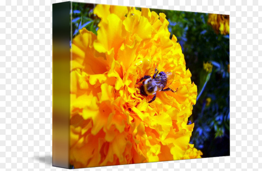 Bee Honey Bumblebee Nectar Desktop Wallpaper PNG