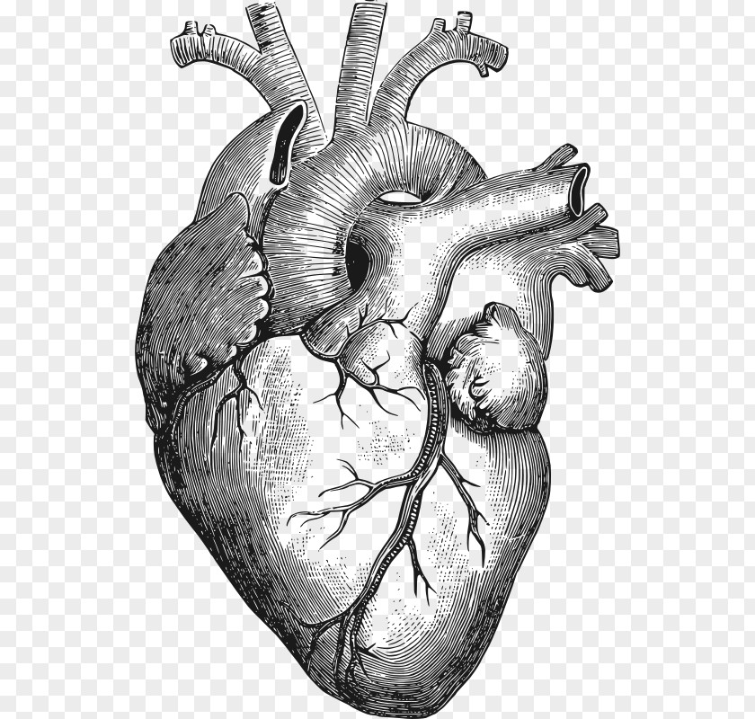 Heart Anatomy T-shirt Organ Human Body PNG body, Free s, heart illustration clipart PNG