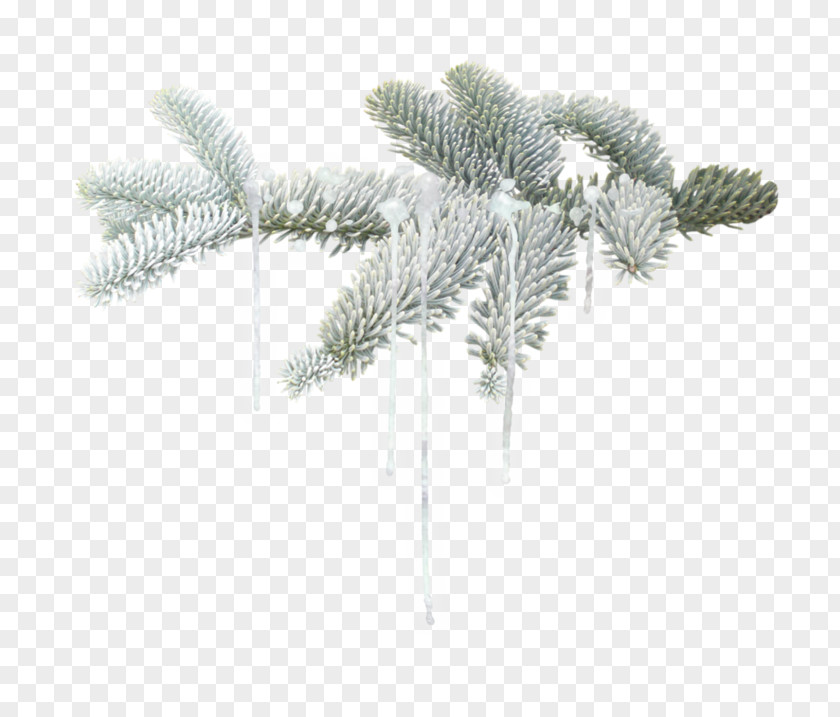 Pouring Branch Winter Twig PNG