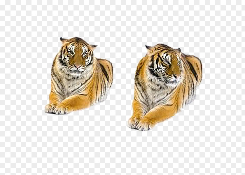 Tiger Creative Bengal Siberian Stock Photography White PNG