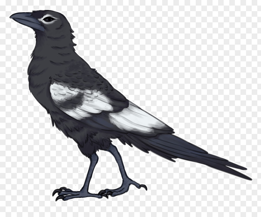Bird Beak Crow Raven PNG