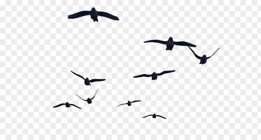 Bird Flight Clip Art PNG