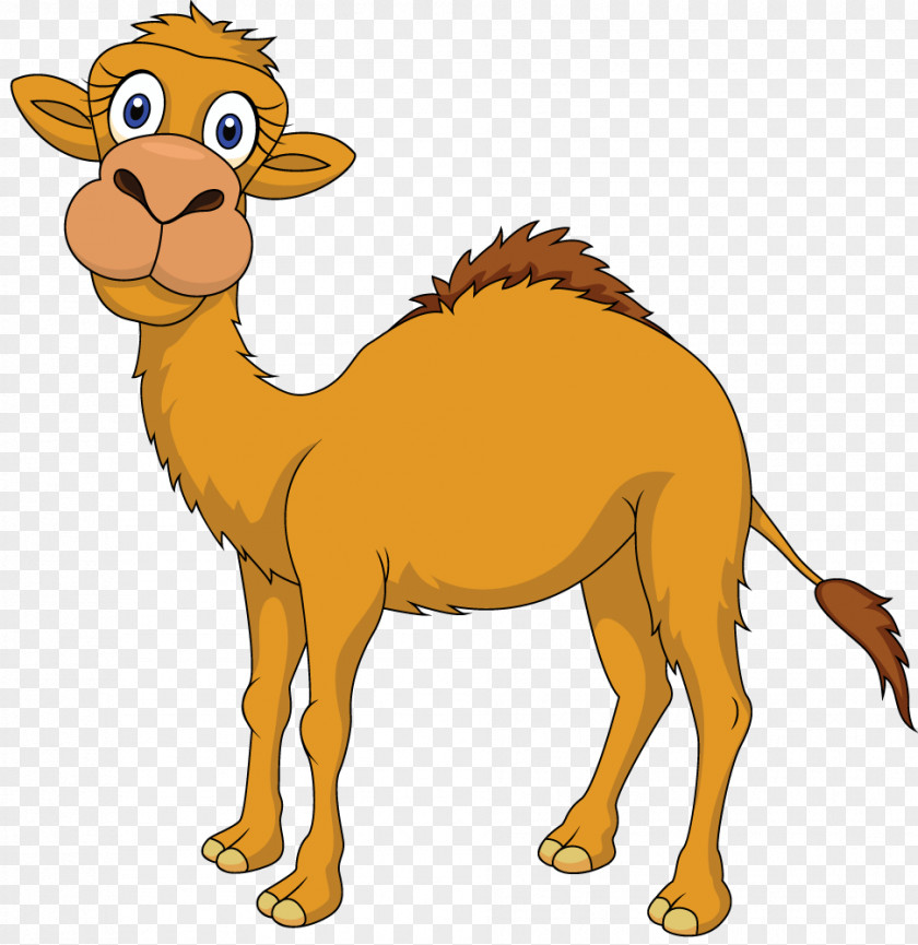 Camel Stock Photography Royalty-free Clip Art PNG