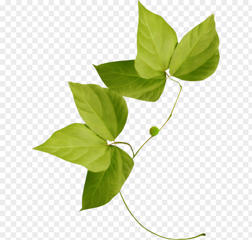 Green Leaves Leaf Plant Flower Variegation Clip Art PNG