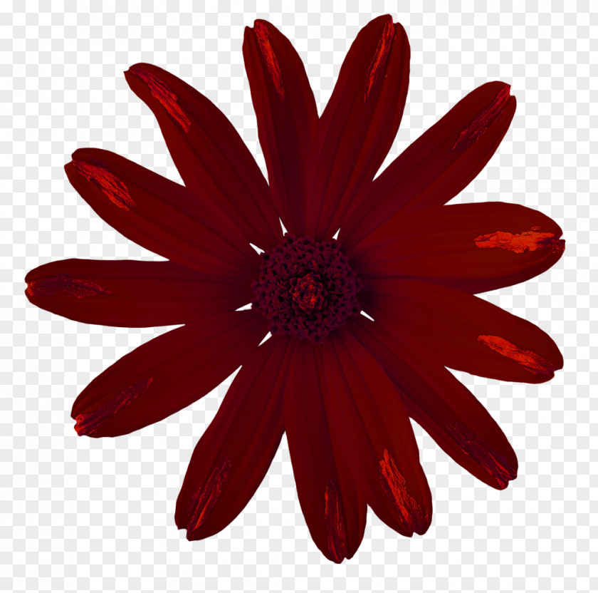 Massive Flowers Stock Photography Shutterstock Royalty-free Stock.xchng PNG