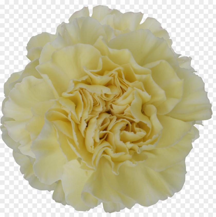 Mother 's Day Carnations Carnation Cut Flowers Yellow Color PNG