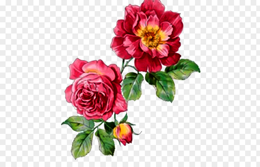 Peony Flowers Watercolour Rose Watercolor Painting PNG