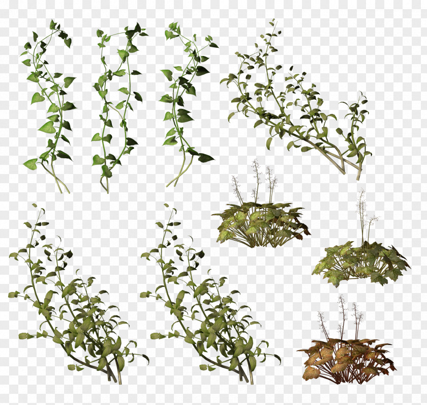 Plants Clip Art Vine Botanical Illustration PNG