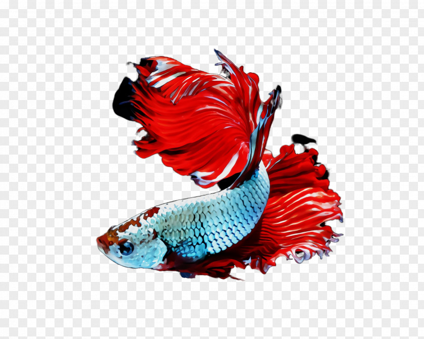 Tail Red PNG