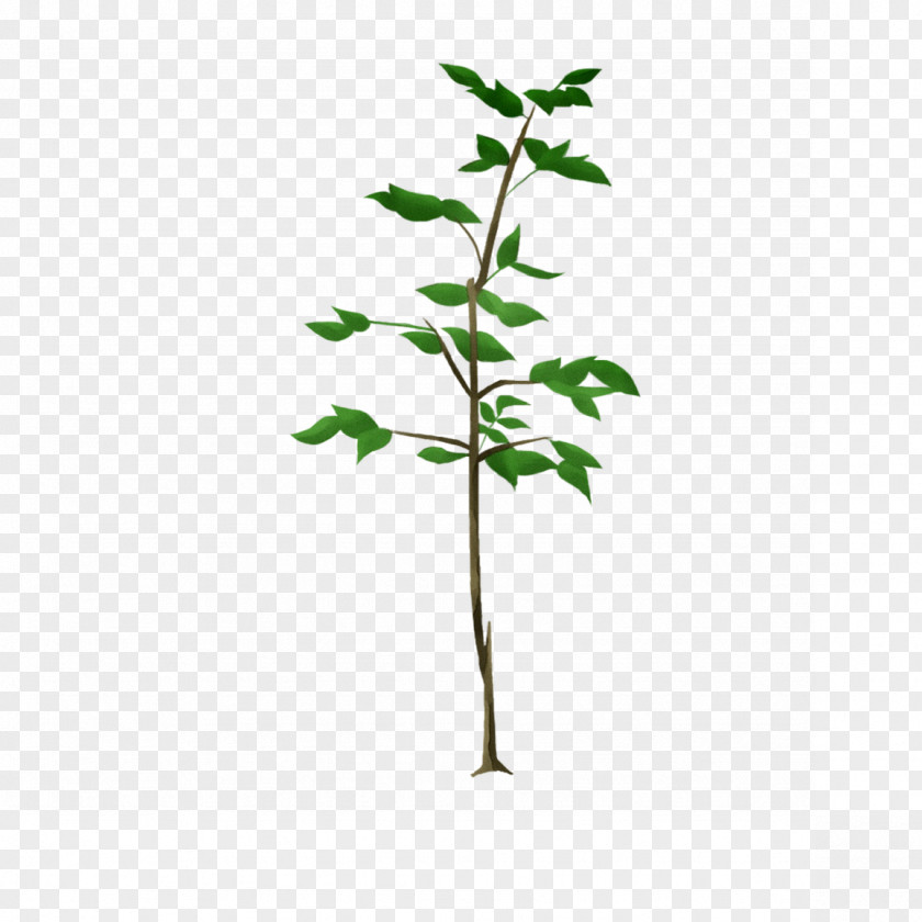 Twig Plant Stem Flowering Leaf PNG