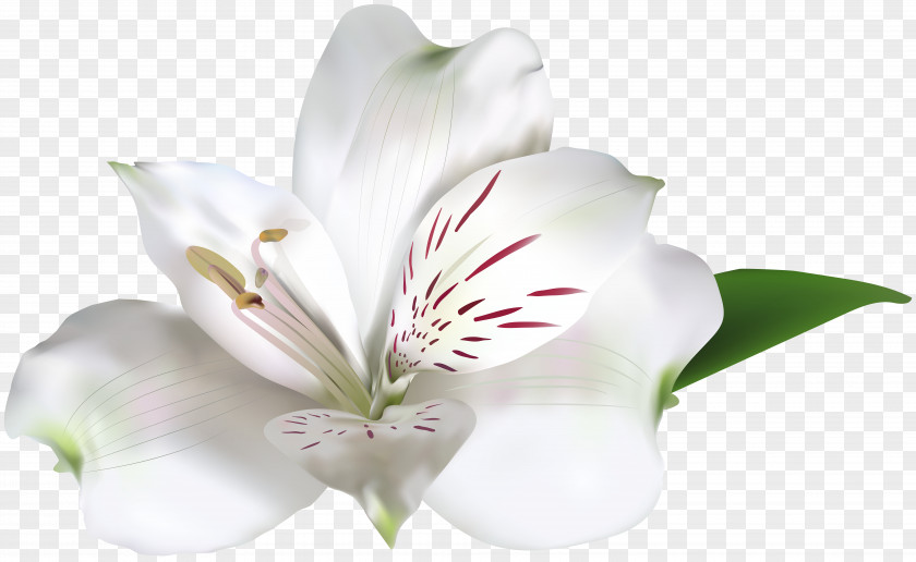 White Alstroemeria Clip Art Image Rose Amaryllis Belladonna PNG