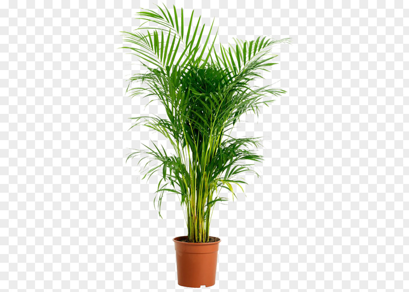 Areca Palm Houseplant Garden Howea Belmoreana PNG